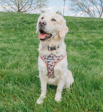 Dog Collar: The Rebel Alliance
